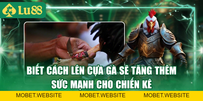 Cách Lên Cựa Gà Chuyên Nghiệp Đúng Vị Trí Và Không Bị Lỏng