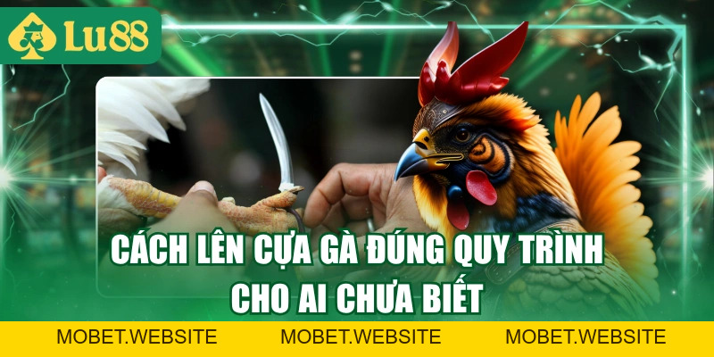 Cách Lên Cựa Gà Chuyên Nghiệp Đúng Vị Trí Và Không Bị Lỏng
