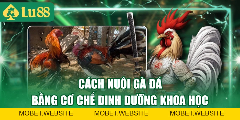 Cách Nuôi Gà Đá Hiệu Quả Từ Chế Độ Ăn Đến Tập Luyện