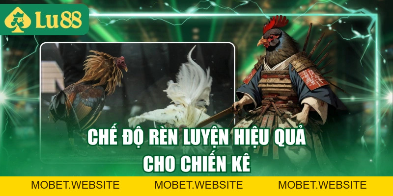 Cách Nuôi Gà Đá Hiệu Quả Từ Chế Độ Ăn Đến Tập Luyện