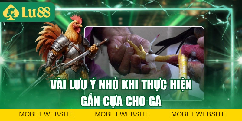 Cách Lên Cựa Gà Chuyên Nghiệp Đúng Vị Trí Và Không Bị Lỏng