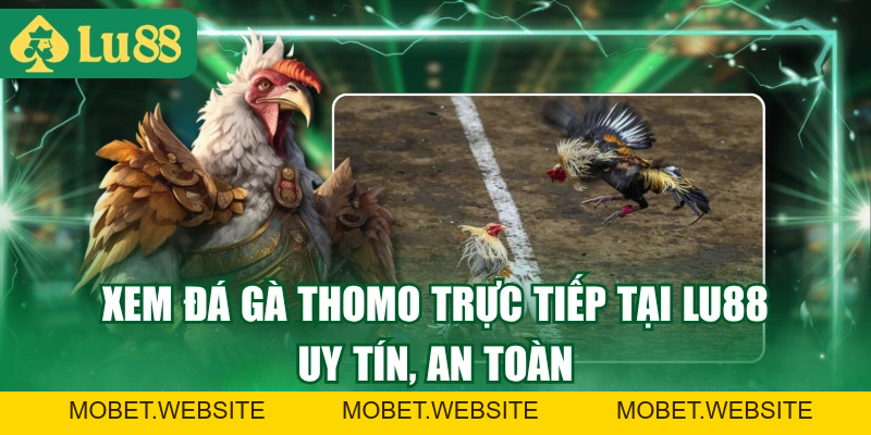 Trực Tiếp Đá Gà Thomo - Link Xem Nhanh, Full HD 2026